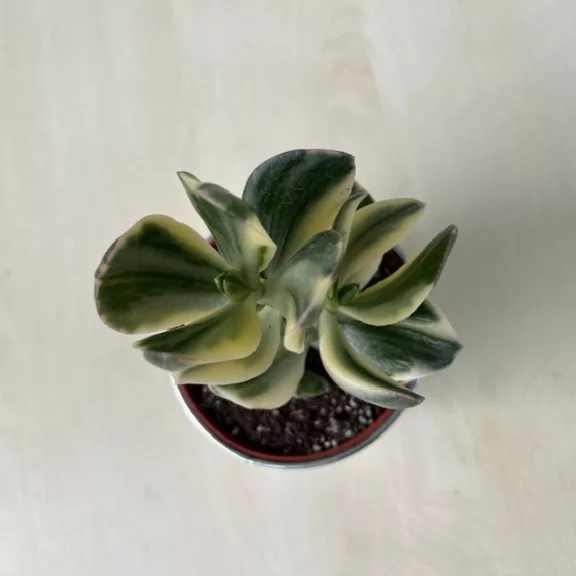 crassula ovata 'Tricolor' crassula ovata 'Tricolor'