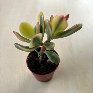 Crassula ovata variegata