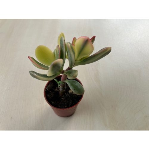 Crassula ovata variegata