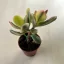 Crassula ovata variegata