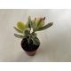 Crassula ovata variegata