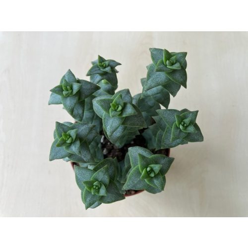 Crassula muscosa