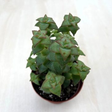 Crassula perforata nagyobb