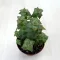Crassula perforata nagyobb