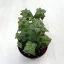Crassula perforata nagyobb
