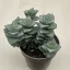 Crassula perforata 
