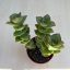Crassula perforata 'Giant form'