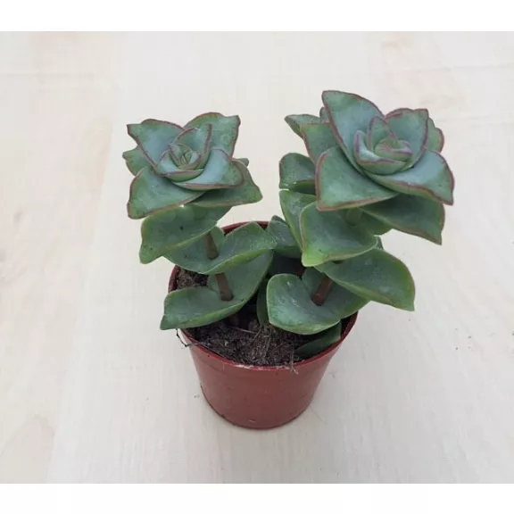 Crassula perforata 'Giant form'' Crassula perforata 'Giant form''