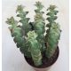 Crassula perforata 'Variegata'