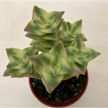 Crassula perforata 'Variegata'