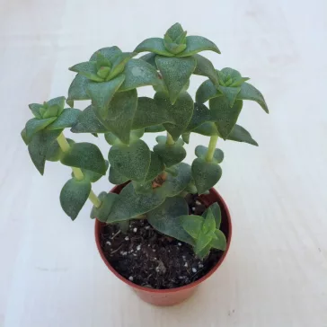 Crassula perforata