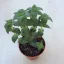 Crassula perforata