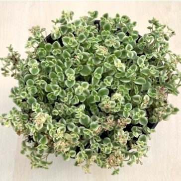   Crassula pellucida subsp. marginalis 'Petite Bicolor'