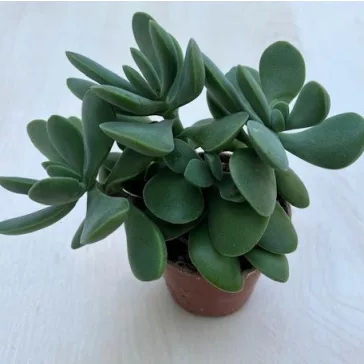 Crassula rogersii