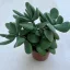 Crassula rogersii