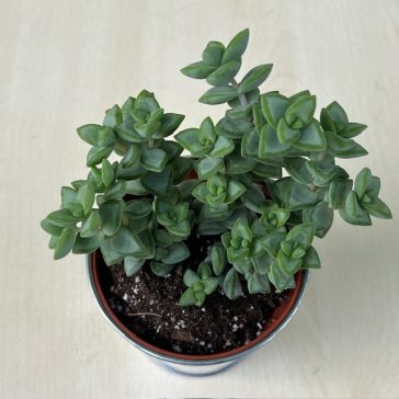 Crassula rupestris