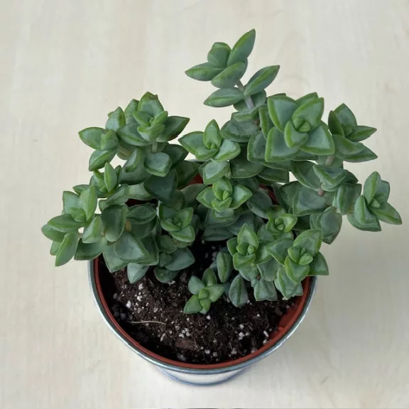 Crassula rupestris Crassula rupestris