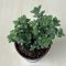 Crassula rupestris