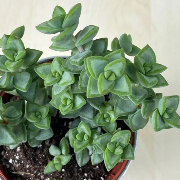 Crassula rupestris Crassula rupestris