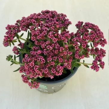 Crassula exilis subsp. schmidtii 