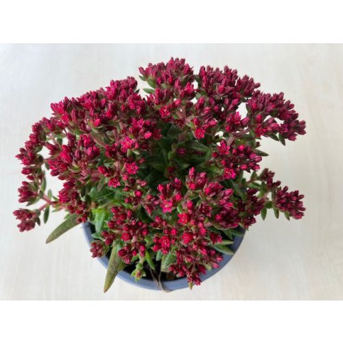 Crassula exilis subsp. schmidtii