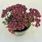 Crassula exilis subsp. schmidtii 