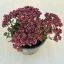Crassula exilis subsp. schmidtii 