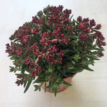 Crassula exilis subsp. schmidtii 