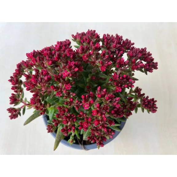 Crassula exilis subsp. schmidtii 