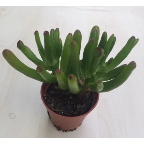 Crassula ovata 'Skinny Fingers' Crassula ovata 'Skinny Fingers'