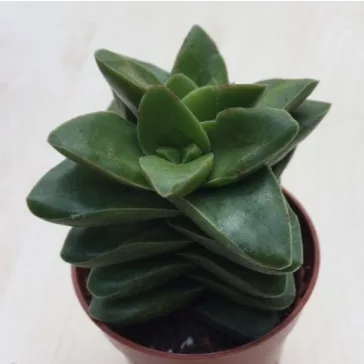 Crassula springtime