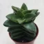 Crassula springtime