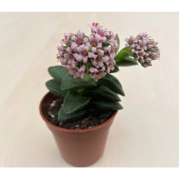 Crassula springtime
