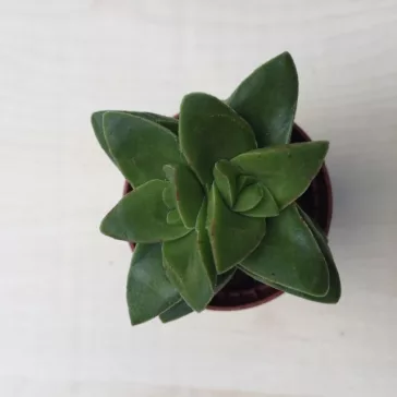 Crassula springtime
