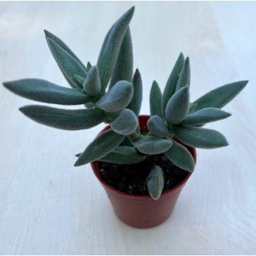 Crassula mesembryanthemoides 'Tenelli'