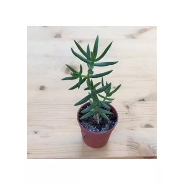 Crassula tetragona