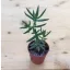 Crassula tetragona