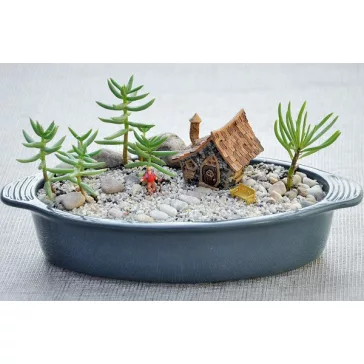 Crassula tetragona