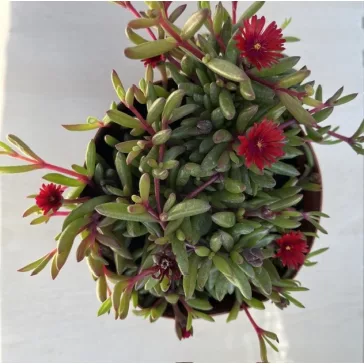 Delosperma