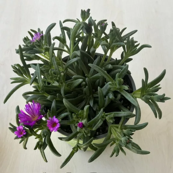 Delosperma Delosperma