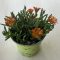 Delosperma