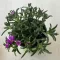 Delosperma