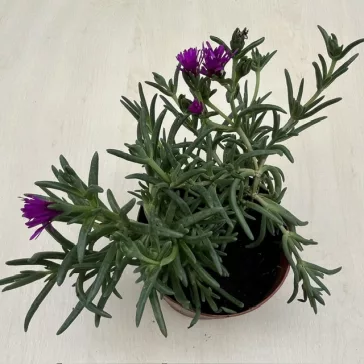 Delosperma