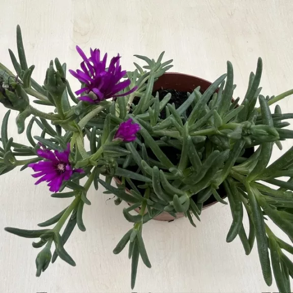Delosperma Delosperma
