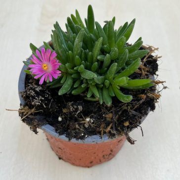 Jewel of Desert Candystone