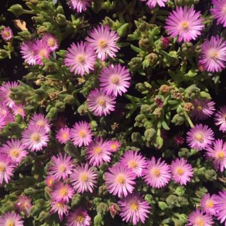 Delosperma cooperi