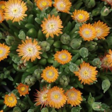 Delosperma cooperi