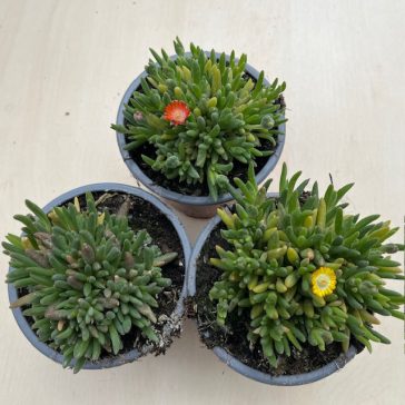 Delosperma cooperi