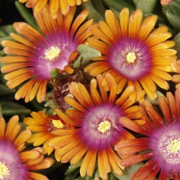 Delosperma 'Fire Spinner'