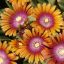 Delosperma 'Fire Spinner'